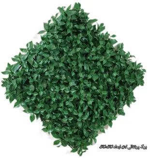 گرین وال برگ پرتقالی A